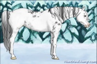 Horse Color:Black Ice Sabino Appaloosa Rabicano 