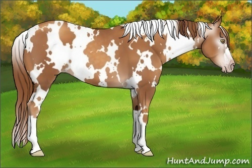 Horse Color:Gray White Spotted Gold Champagne