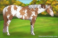 Horse Color:Gray White Spotted Gold Champagne 