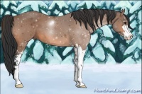 Horse Color:Bay Sabino 