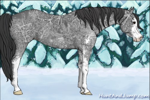 Horse Color:Black Ice Sabino 