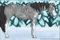 Horse Color:Black Ice Sabino
