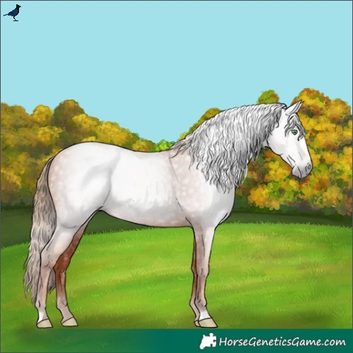 Horse Color:Gray Gold Champagne 