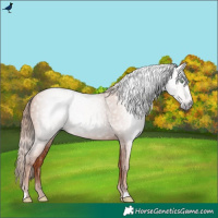Horse Color:Gray Gold Champagne 