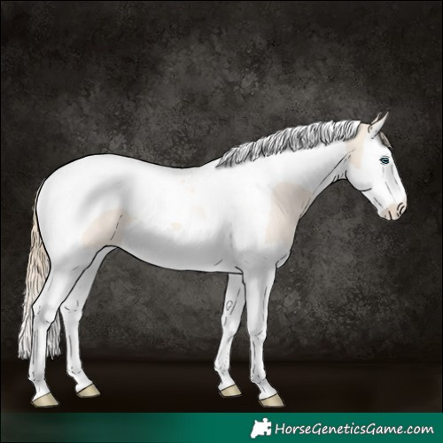 Horse Color:Perlino Roan Splash Tobiano 