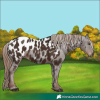 Horse Color:Gray Liver Chestnut Blanket 