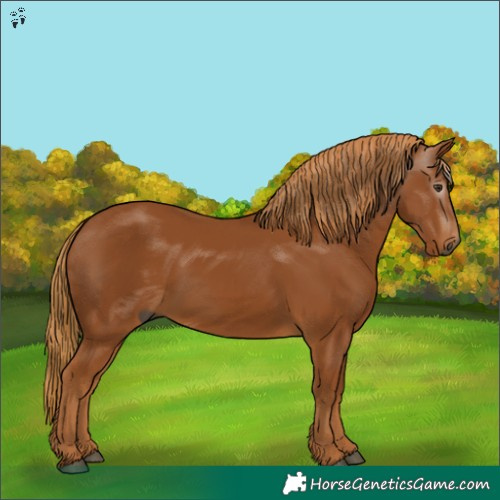 Horse Color:Gray Chestnut 