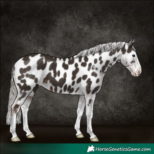Horse Color:Liver Chestnut Mushroom Splash Near Leopard 