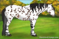 Horse Color:Gray Bay Near Leopard 