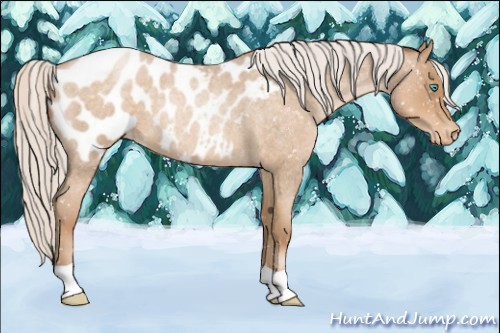 Horse Color:Silver Buckskin Roan Pearl Appaloosa 