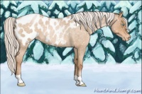 Horse Color:Silver Buckskin Roan Pearl Appaloosa 