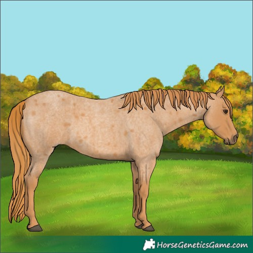 Horse Color:Red Roan
