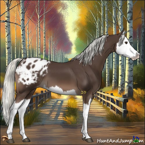 Horse Color:Liver Chestnut Mushroom Splash Appaloosa