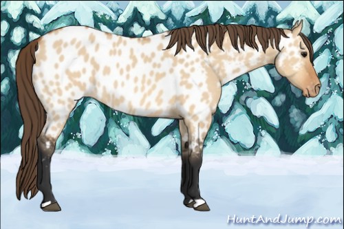 Horse Color:Bay Dun Appaloosa 