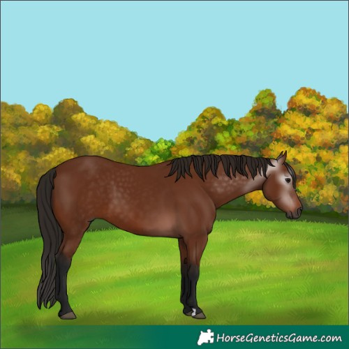 Horse Color:Gray Bay