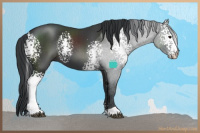 Horse Color:White Spotted Black Sabino