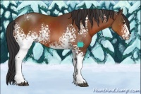 Horse Color:White Spotted Brown 
