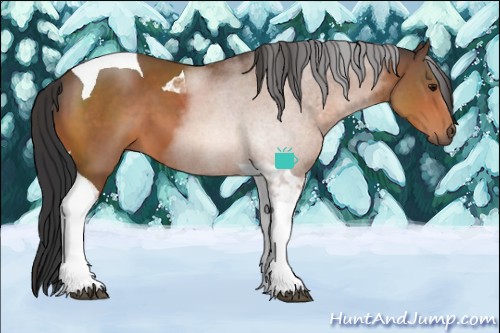 Horse Color:Bay Sabino Tobiano