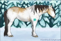 Horse Color:White Spotted Buckskin Dun Rabicano 
