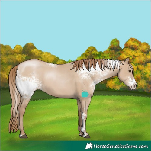 Horse Color:White Spotted Grullo Pearl Sabino