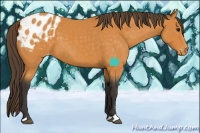 Horse Color:Buckskin Sabino Appaloosa 