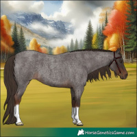 Horse Color:Liver Red Roan 