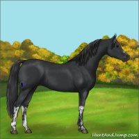 Horse Color:Black  and Black 