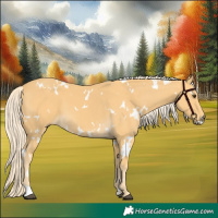 Horse Color:White Spotted Palomino 