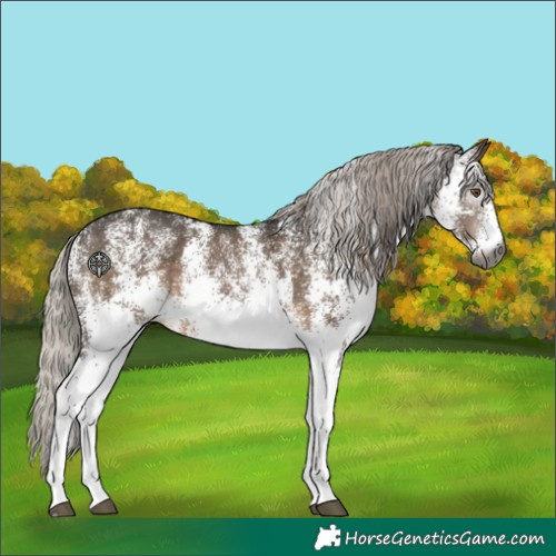 Horse Color:Gray White Spotted Silver Brown Dun Rabicano 