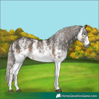 Horse Color:Gray White Spotted Silver Brown Dun Rabicano 