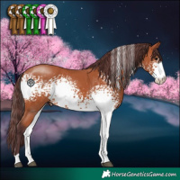 Horse Color:White Spotted Chocolate Bay 