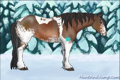 Horse Color:White Spotted Brown Tobiano Rabicano 
