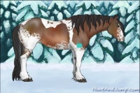 Horse Color:White Spotted Brown Tobiano Rabicano 