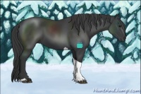 Horse Color:Black Tobiano 
