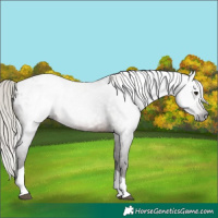 Horse Color:Gray Silver Brown Tobiano Appaloosa 