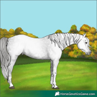 Horse Color:Gray Black Tobiano Varnish 