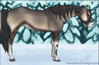 Horse Color:Blue Onyx Appaloosa 