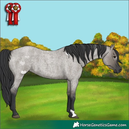 Horse Color:Grullo Roan 