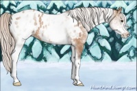 Horse Color:White Spotted Silver Bay Dun Appaloosa 