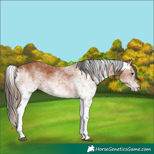 Horse Color:White Spotted Bay Dun Appaloosa Rabicano  and White Spotted Bay Rabicano 