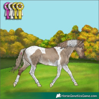 Horse Color:Liver Red Dun Tobiano 