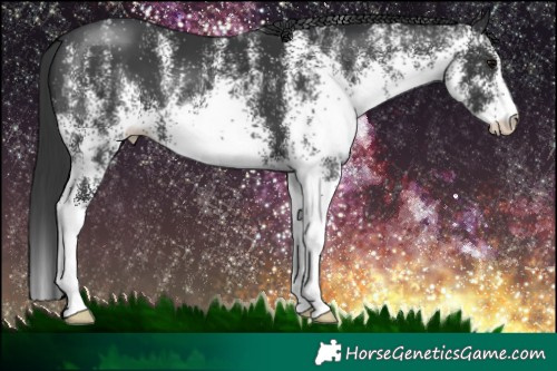 Horse Color:White Spotted Black 