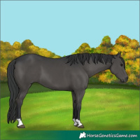 Horse Color:Black 