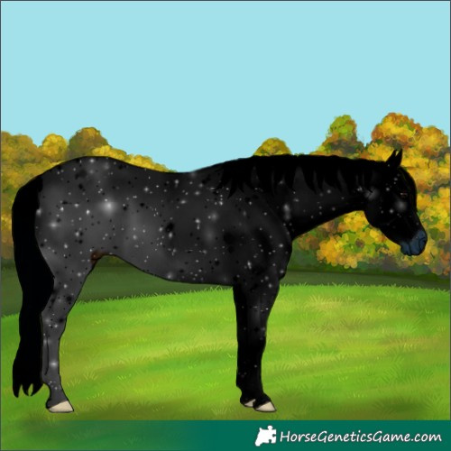 Horse Color:ERROR: UNKNOWN ANOMALY