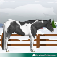 Horse Color:Black Tobiano 