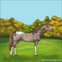 Horse Color:Liver Red Dun Appaloosa Rabicano Brindle 
