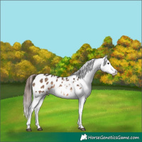Horse Color:Brown Dun Appaloosa 