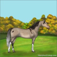 Horse Color:Brown Dun Varnish 