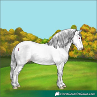 Horse Color:White Spotted Gold Cream Champagne Chinchilla Rabicano
