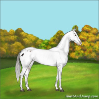 Horse Color:Liver Red Roan Mushroom Varnish Rabicano 